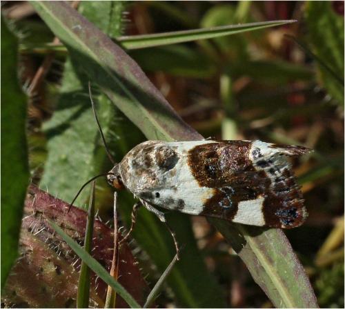 Réf. 227 089 : Acontia lucida