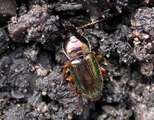Réf. 227 996 : Harpalus affinis