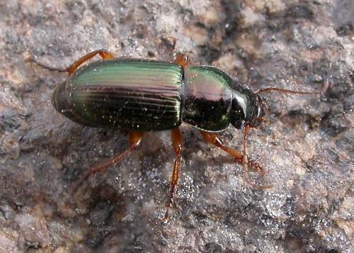 Réf. 227 997 : Harpalus affinis