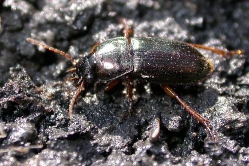 Harpalus affinis