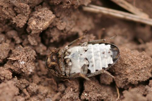 Réf. 227 963 : Dermestes undulatus