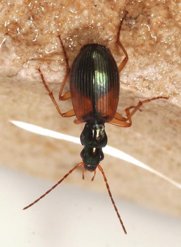 Réf. 227 830 : Anchomenus dorsalis