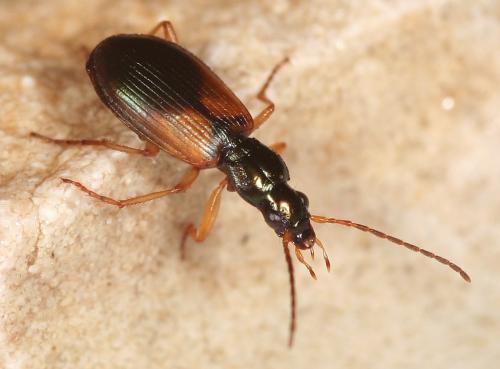 Réf. 227 831 : Anchomenus dorsalis