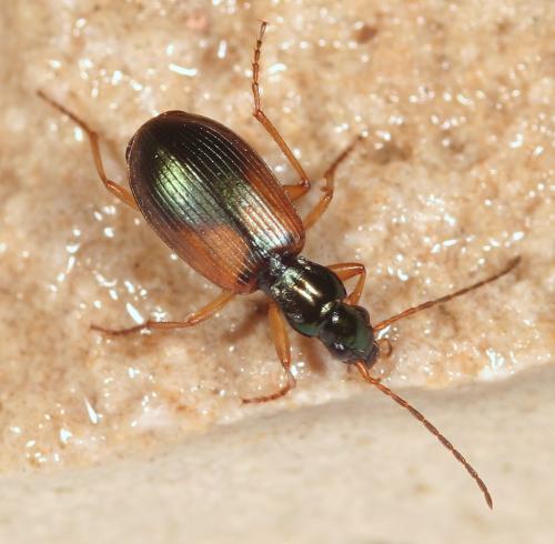 Réf. 227 832 : Anchomenus dorsalis