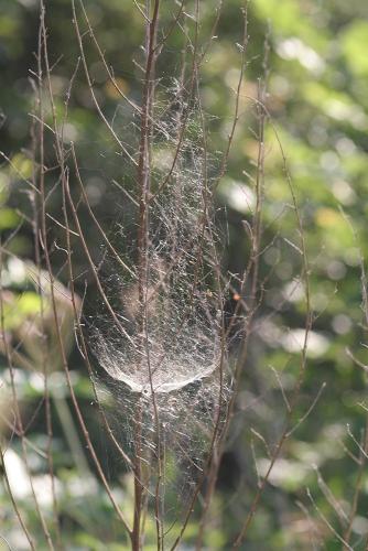 Frontinellina frutetorum