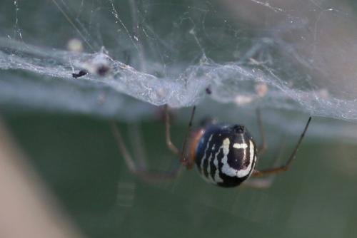 Réf. 227 968 : Frontinellina frutetorum