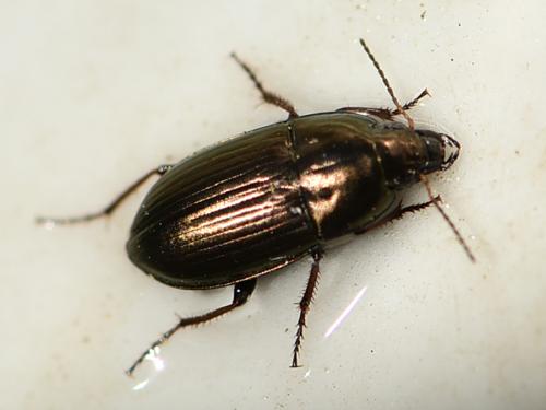 Amara aenea