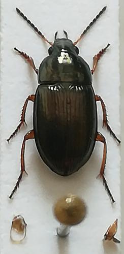 Réf. 227 578 : Amara lucida