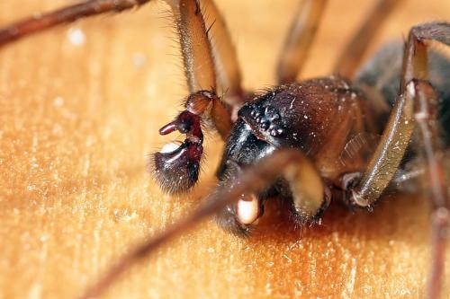 Amaurobius ferox