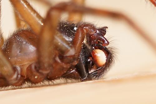 Amaurobius ferox