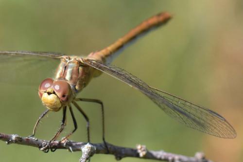 Sympetrum meridionale