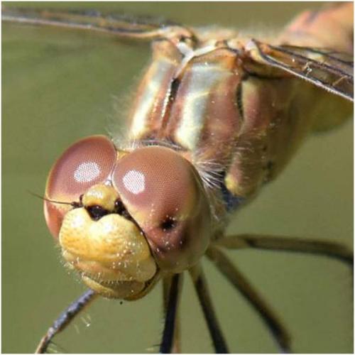 Réf. 227 755 : Sympetrum meridionale