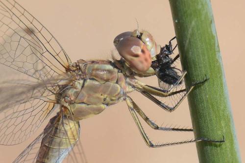 Sympetrum meridionale