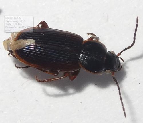 Réf. 227 471 : Stenolophus mixtus