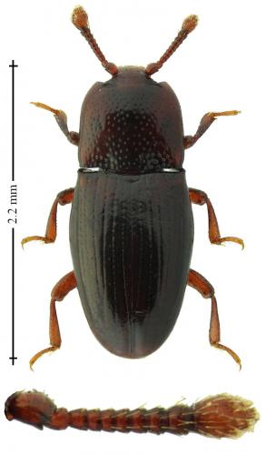 Cerylon fagi