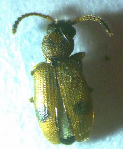 Réf. 227 564 : Psammoecus bipunctatus