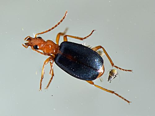 Brachinus sclopeta