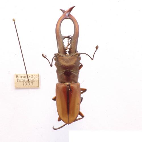 Cyclommatus tarandus