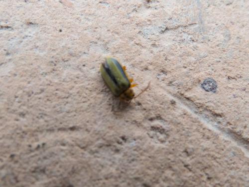 Réf. 227 957 : Xanthogaleruca luteola