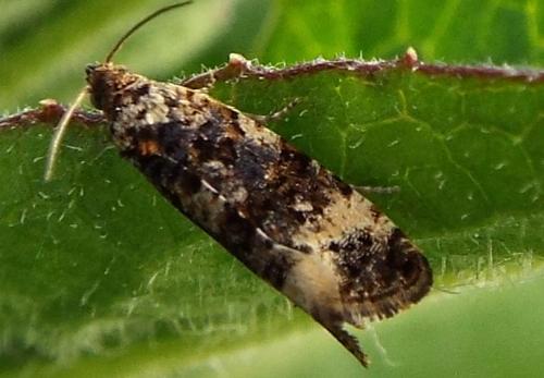 Réf. 227 591 : Endothenia sp.