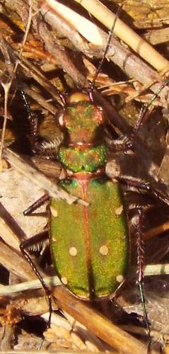 Réf. 227 590 : Cicindela maroccana pseudomaroccana