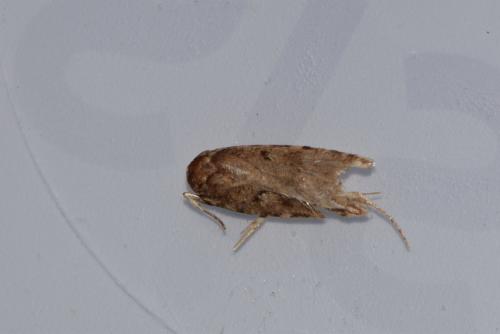 Agonopterix heracliana
