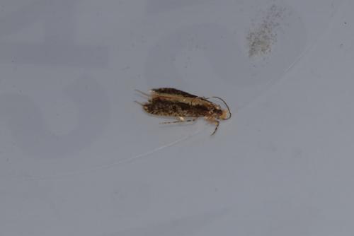 Monopis sp.