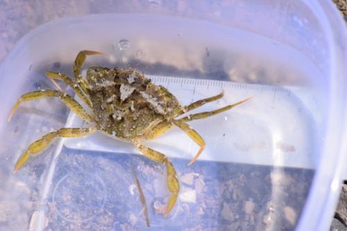 Carcinus aestuarii