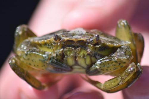 Carcinus aestuarii