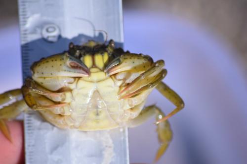 Carcinus aestuarii