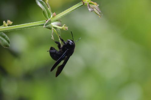 Xylocopa violacea