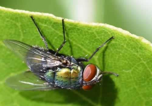 Lucilia sericata