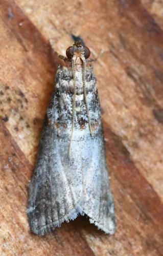 Réf. 227 388 : Acrobasis advenella