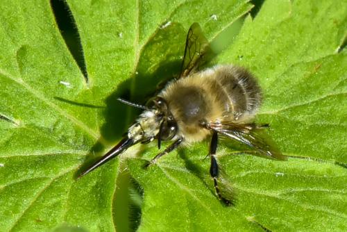 Anthophora plumipes