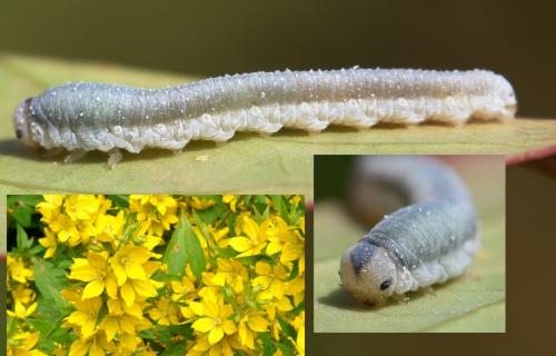 Réf. 227 558 : Monostegia abdominalis