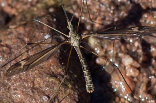Réf. 227 116 : Tipula sp.