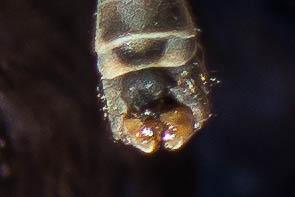 Tipula lateralis