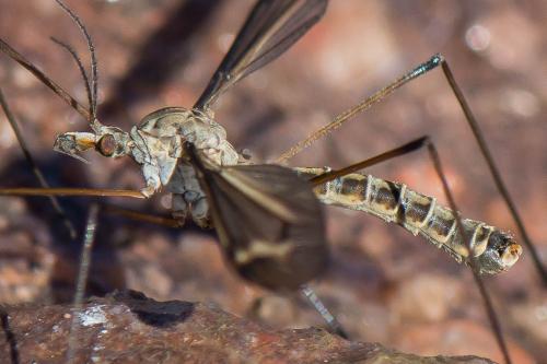 Réf. 227 118 : Tipula sp.
