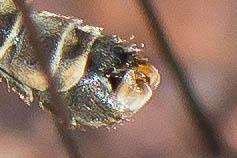 Tipula sp.