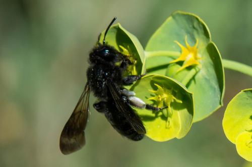 Andrena pilipes