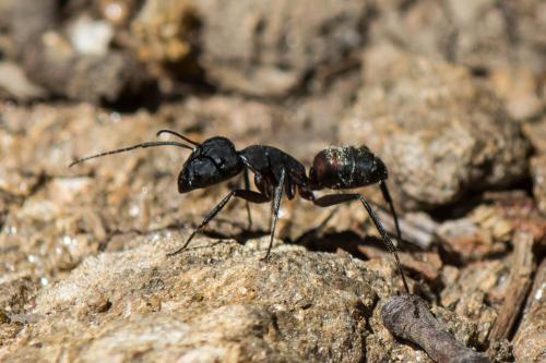 Camponotus cruentatus