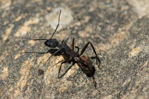Camponotus cruentatus