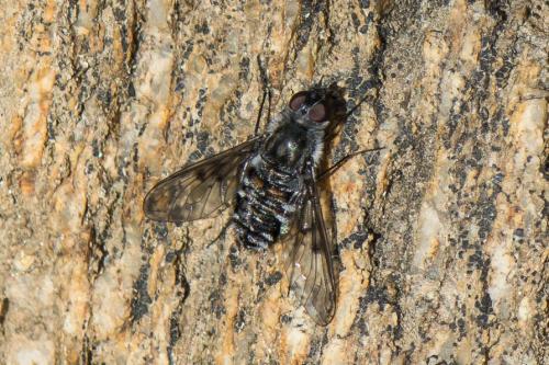 Anthrax binotatus