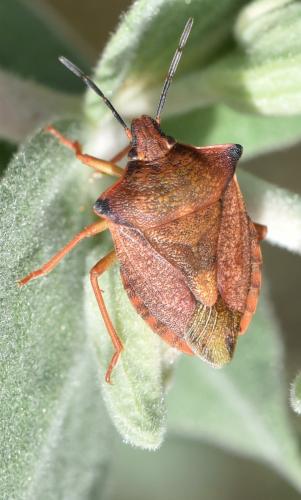 Carpocoris mediterraneus atlanticus