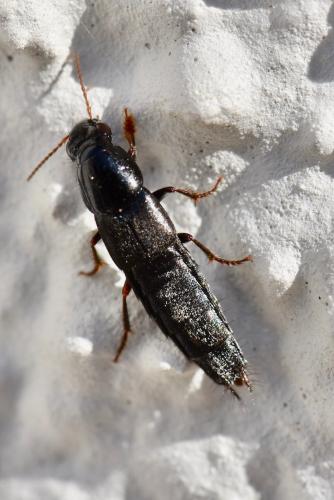 Réf. 227 176 : Quedius sp.