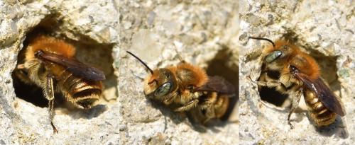 Réf. 227 561 : Osmia caerulescens