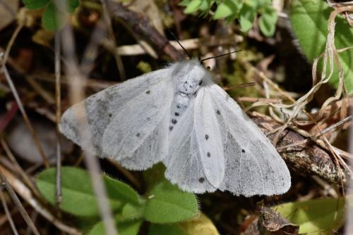Diaphora mendica