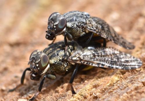 Réf. 227 971 : Platystoma lugubre
