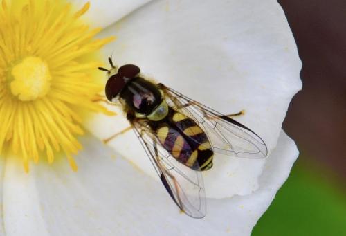 Réf. 227 928 : Dasysyrphus albostriatus