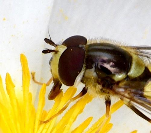 Réf. 227 942 : Dasysyrphus albostriatus
